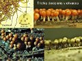 Trichia decipiens var.olivacea-amf2159-1